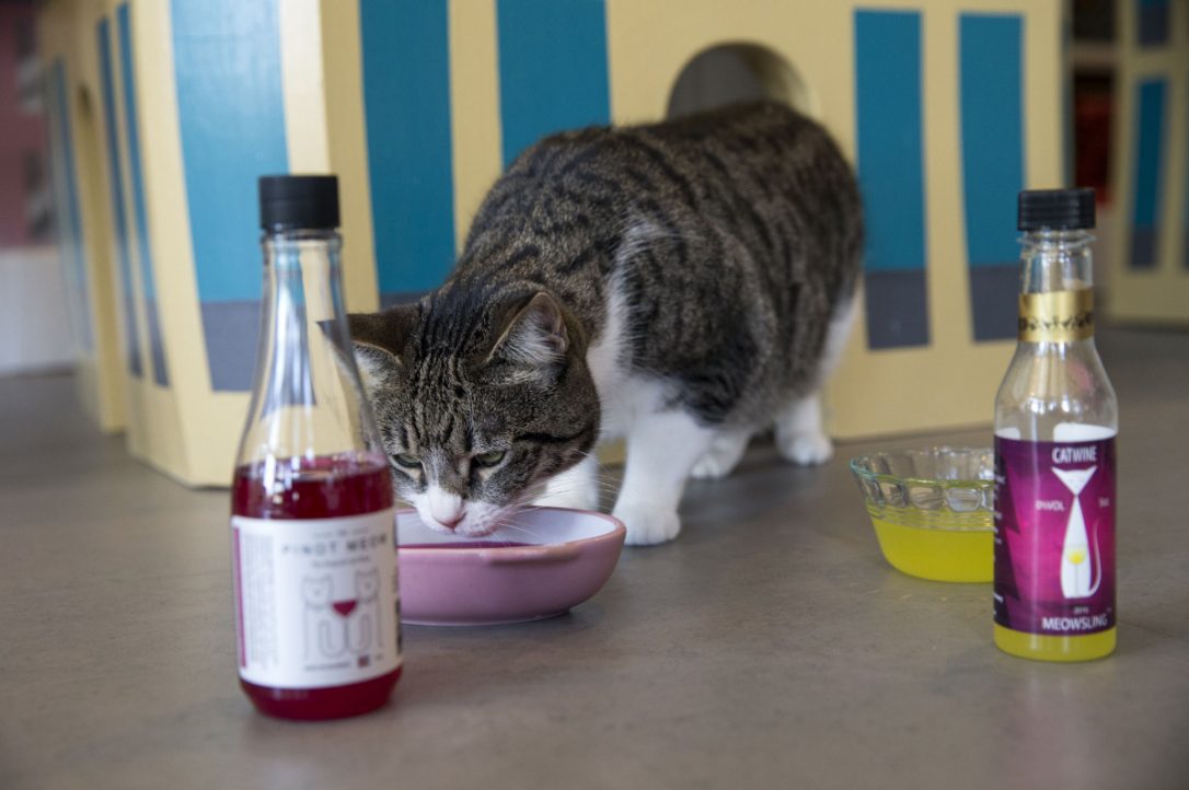 cat wine bag