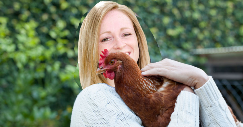 Cdc Begs Residents Not To Cuddle With Their Backyard Chickens
