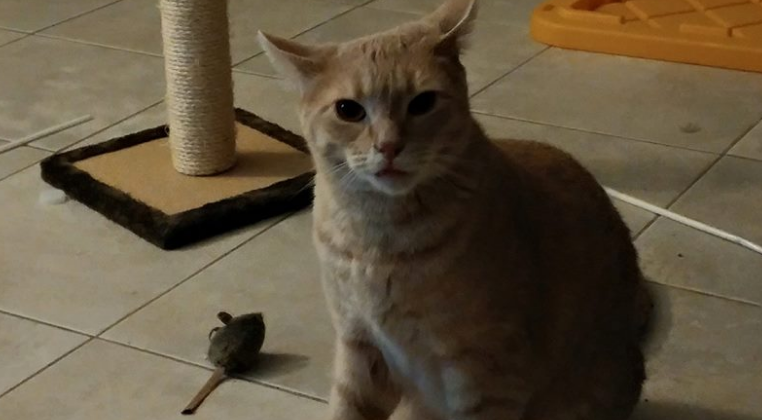 kitty