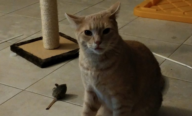kitty