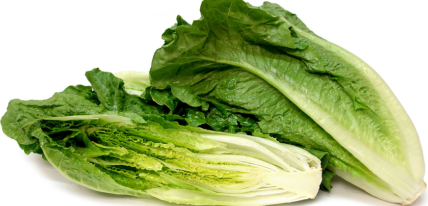 romaine