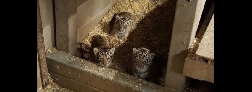 tigercubs