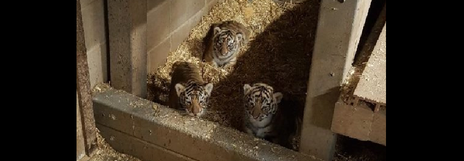 tigercubs
