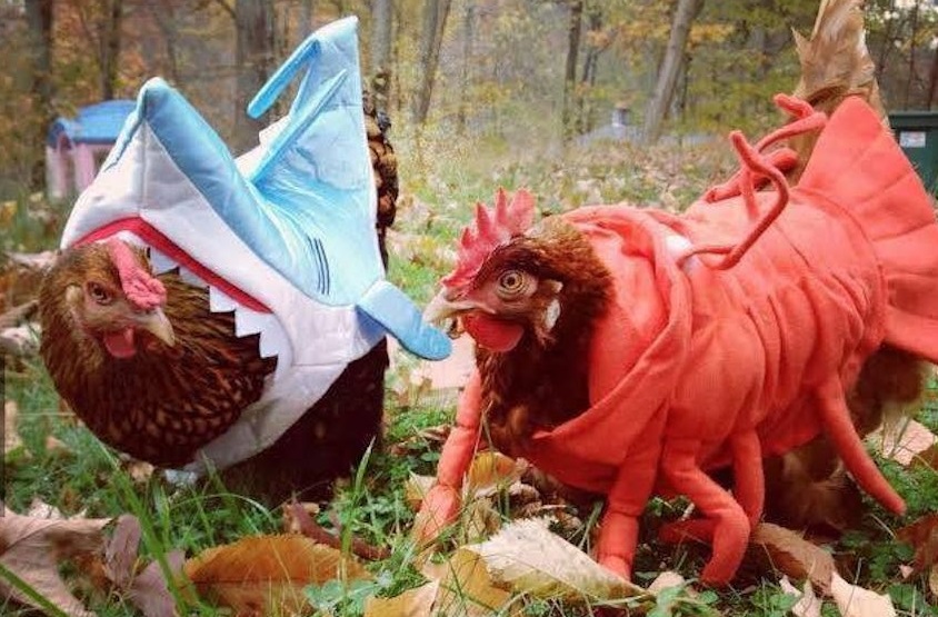 chicken